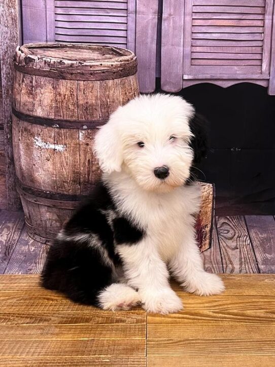 Old English Sheepdog DOG Male Black / White 5142 Petland Pensacola, Florida