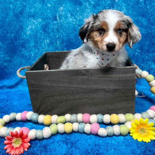 Miniature Australian Shepherd DOG Male Blue Merle/White/Tan/Black 5157 Petland Pensacola, Florida