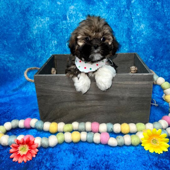 Lhasa Apso DOG Female Golden/Red/White 5160 Petland Pensacola, Florida