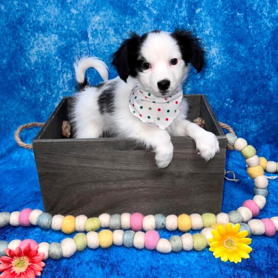 Papillon-DOG-Male-Black/White-5156-Petland Pensacola, Florida