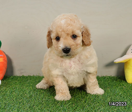 Mini Goldendoodle DOG Female Light Golden 5177 Petland Pensacola, Florida