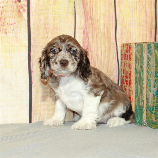 Cocker Spaniel DOG Female Chocolate Roan 5179 Petland Pensacola, Florida