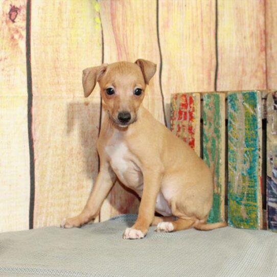 Italian Greyhound DOG Female Fawn 5180 Petland Pensacola, Florida