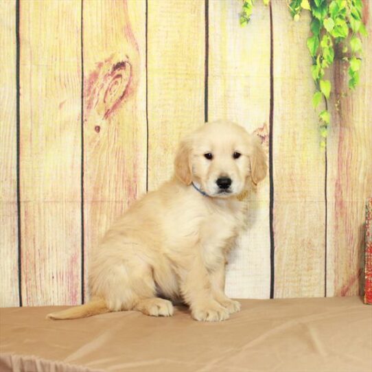 Golden Retriever DOG Male Light Golden 5181 Petland Pensacola, Florida