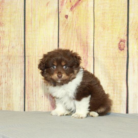 Australian Shepherd DOG Female Chocolate / White 5182 Petland Pensacola, Florida