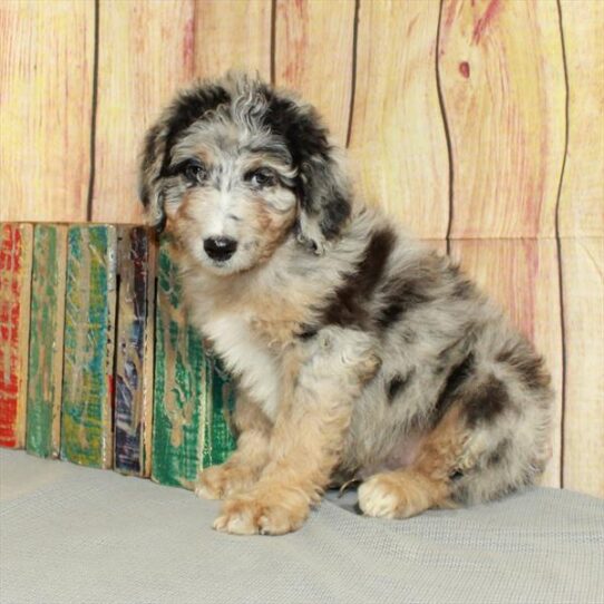 Aussiedoodle DOG Male Blue Merle / Tan 5183 Petland Pensacola, Florida