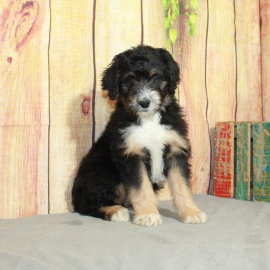 Aussiedoodle DOG Female Black / Tan 5184 Petland Pensacola, Florida