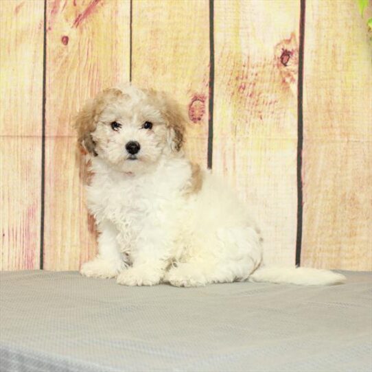 Bichon-Poodle DOG Female White / Red Merle 5185 Petland Pensacola, Florida