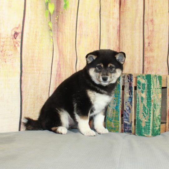 Shiba Inu DOG Female Black Tan / White 5186 Petland Pensacola, Florida