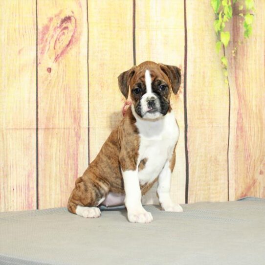 Boxer DOG Female Brindle 5187 Petland Pensacola, Florida