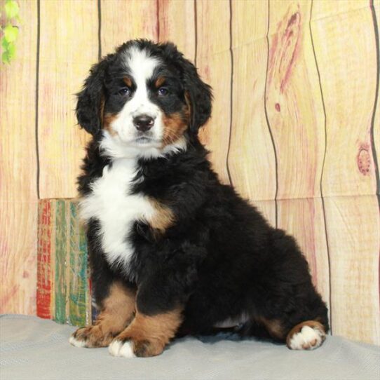 Bernese Mountain Dog DOG Female Black Rust / White 5189 Petland Pensacola, Florida