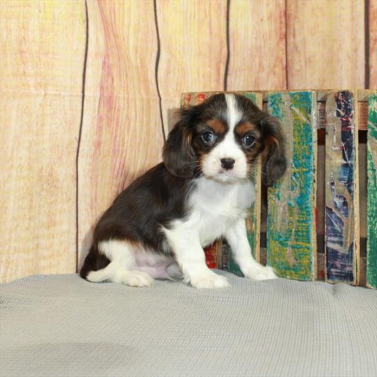 Cavalier King Charles Spaniel DOG Male Blue Merle / Tan 5190 Petland Pensacola, Florida