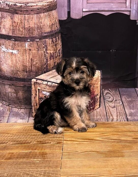 Yochon DOG Female Black / Tan 5191 Petland Pensacola, Florida