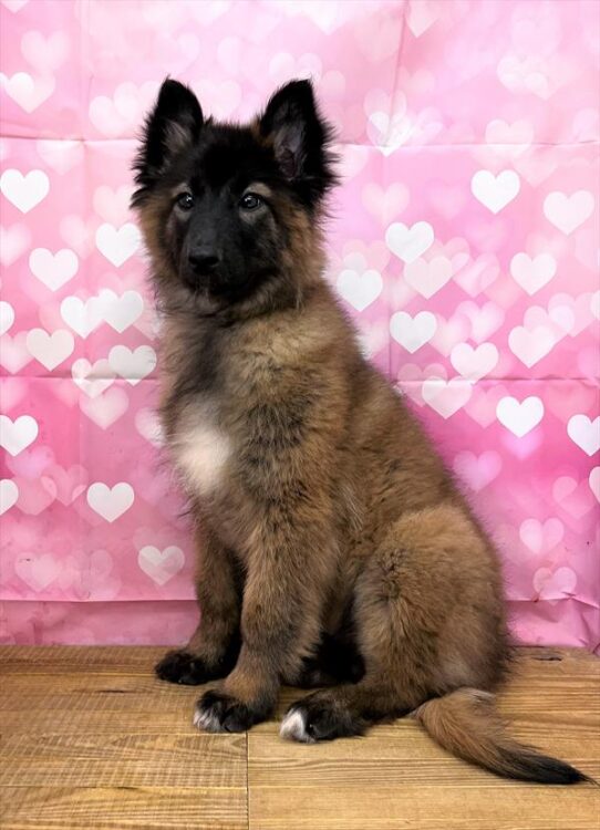 Belgian Tervuren DOG Female Mahogany / Black 5192 Petland Pensacola, Florida