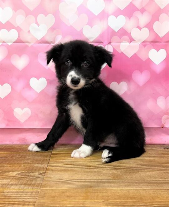 Border Collie DOG Male Black / White 5193 Petland Pensacola, Florida