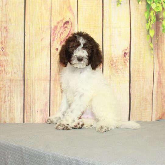 Newfy/Poodle DOG Male White / Chocolate 5205 Petland Pensacola, Florida