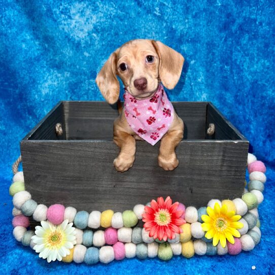 Dachshund DOG Female Red 5204 Petland Pensacola, Florida