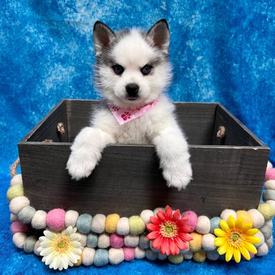 Alaskan Klee Kai-DOG-Male-Gray / White-5206-Petland Pensacola, Florida