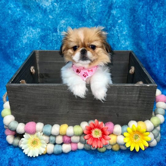 Pekingese DOG Female White / Fawn 5207 Petland Pensacola, Florida