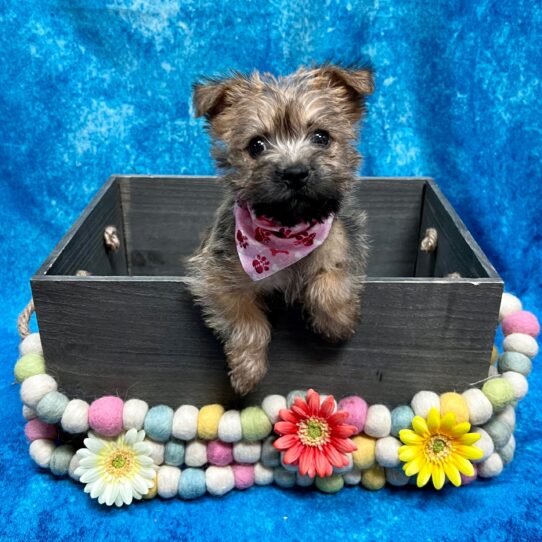 Cairn Terrier DOG Female Wheaten 5209 Petland Pensacola, Florida