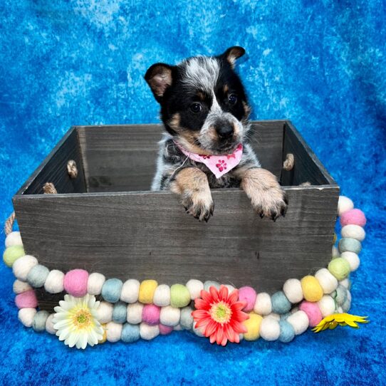 Australian Cattle Dog DOG Male Blue 5212 Petland Pensacola, Florida