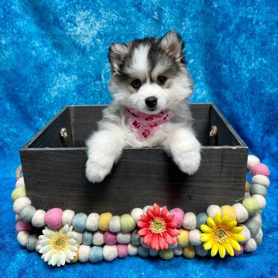 Pomsky DOG Female Black / White 5234 Petland Pensacola, Florida