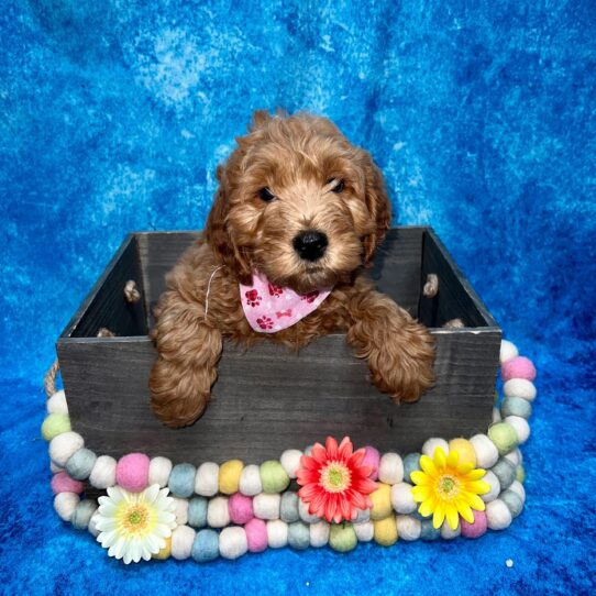 Mini Goldendoodle DOG Male Red 5235 Petland Pensacola, Florida