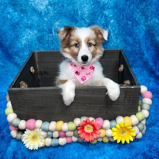 Sheltie DOG Female Sable Merle 5236 Petland Pensacola, Florida