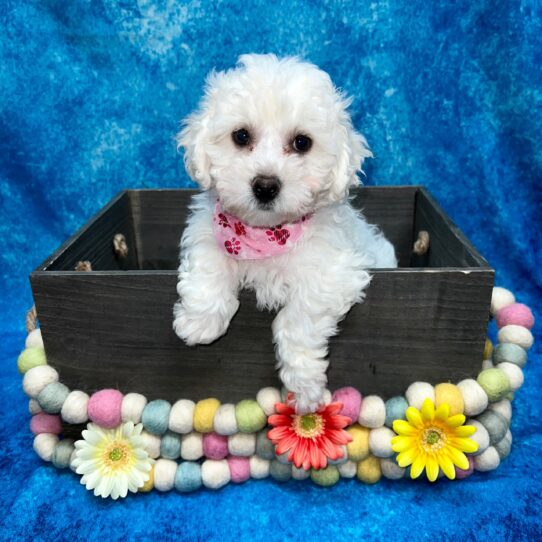 Bichon DOG Female White 5237 Petland Pensacola, Florida