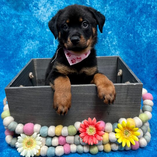 Rottweiler DOG Female Black/Rust 5243 Petland Pensacola, Florida