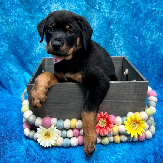 Rottweiler DOG Male Black/Rust 5244 Petland Pensacola, Florida