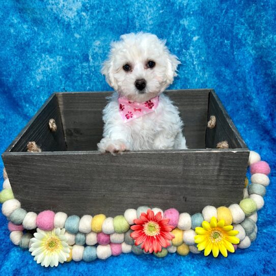 Bichon-DOG-Male-White-5246-Petland Pensacola, Florida