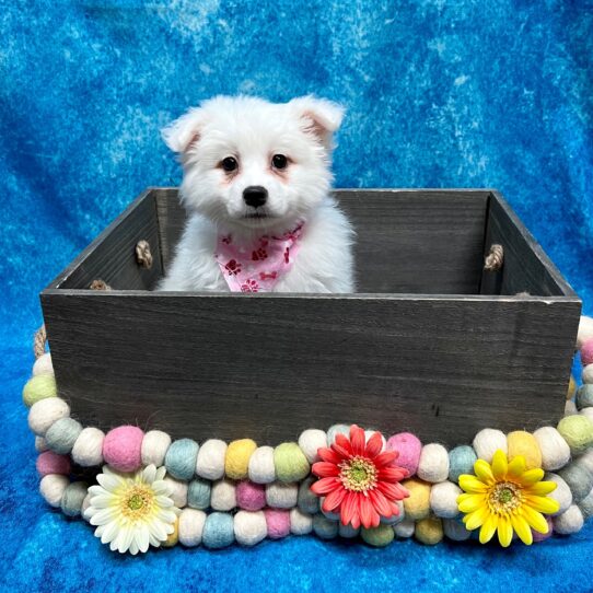 American Eskimo DOG Male White 5242 Petland Pensacola, Florida