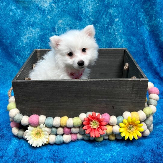 American Eskimo DOG Female White 5241 Petland Pensacola, Florida