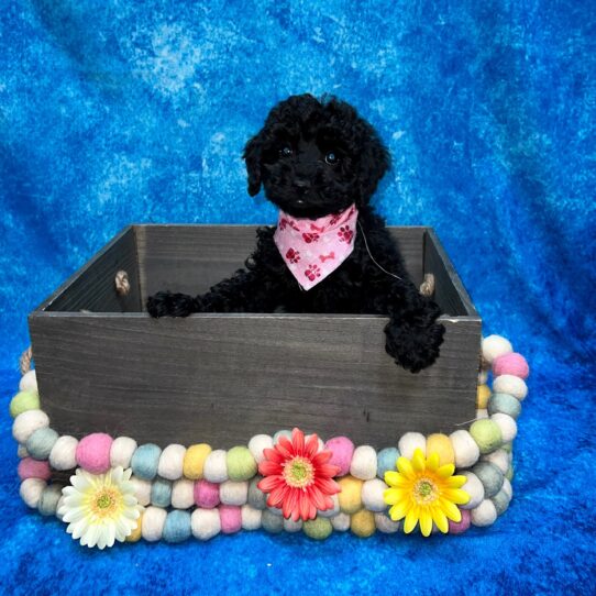 Poodle DOG Female Black 5240 Petland Pensacola, Florida