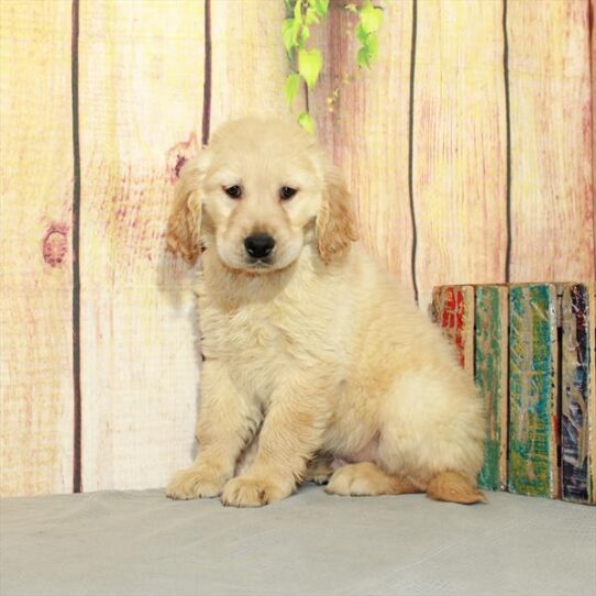 Golden Retriever DOG Male Light Golden 5247 Petland Pensacola, Florida