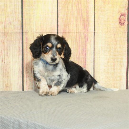 Dachshund DOG Male Black / Tan 5248 Petland Pensacola, Florida