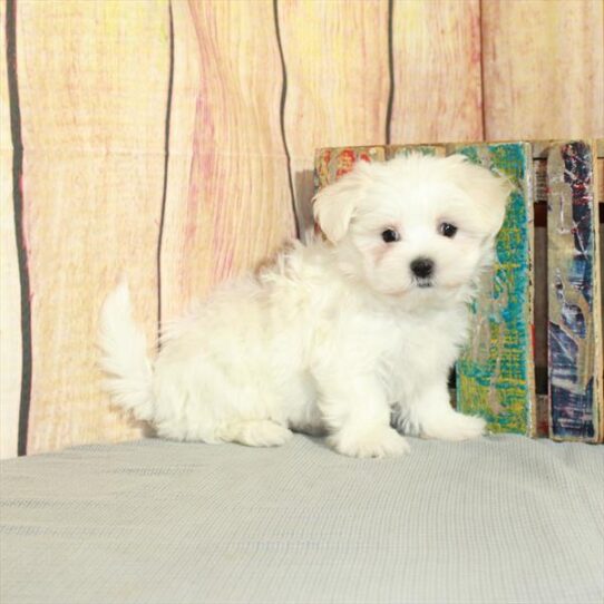 Maltese DOG Female White 5249 Petland Pensacola, Florida