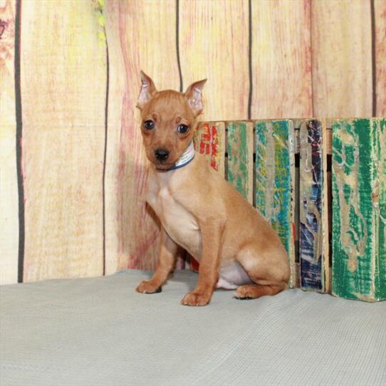 Min Pin DOG Male Red 5251 Petland Pensacola, Florida