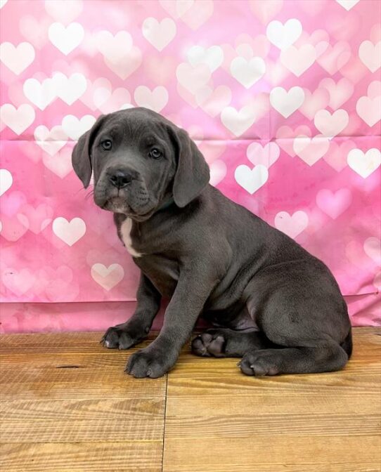 Cane Corso DOG Female Blue 5254 Petland Pensacola, Florida