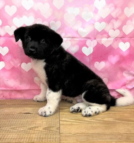 Akita-DOG-Male-Fawn, Black Overlay-5255-Petland Pensacola, Florida