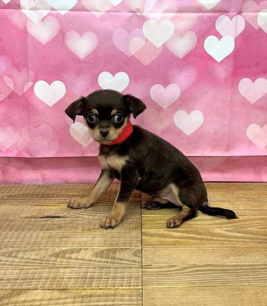 Chihuahua DOG Female Chocolate / Tan 5256 Petland Pensacola, Florida