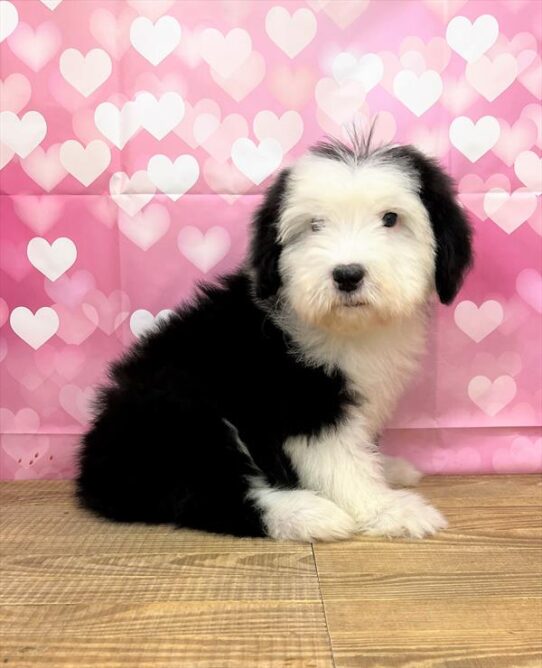 Old English Sheepdog DOG Male Black / White 5257 Petland Pensacola, Florida