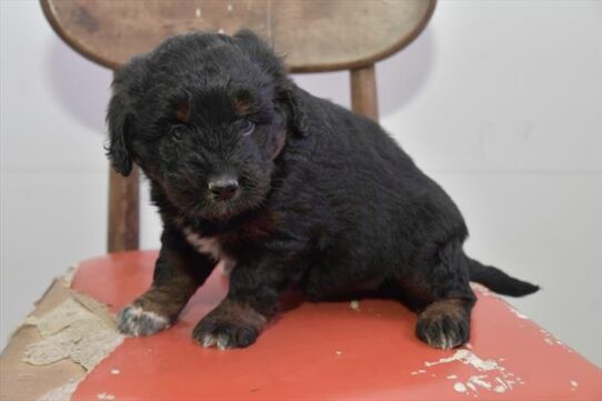 Newfy/Poodle-DOG-Female-Black-5258-Petland Pensacola, Florida