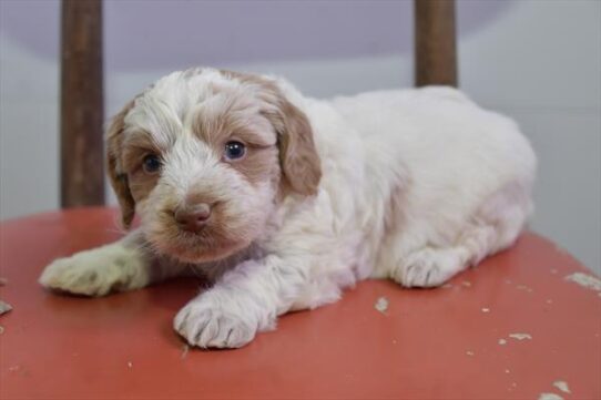 Mini Bernedoodle DOG Male White 5259 Petland Pensacola, Florida