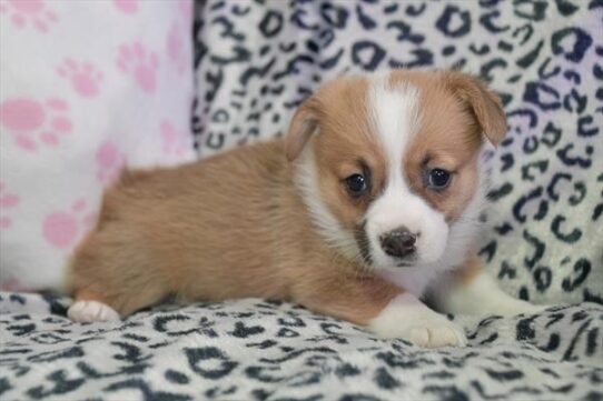 Pembroke Welsh Corgi DOG Female Red / White 5261 Petland Pensacola, Florida