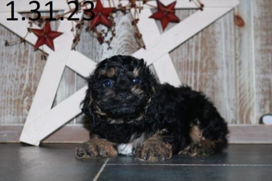 Cocker Spaniel DOG Male Black 5262 Petland Pensacola, Florida