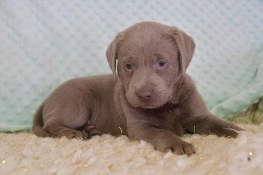 Labrador Retriever DOG Female Silver 5264 Petland Pensacola, Florida