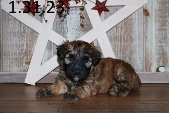 Soft Coated Wheaten Terrier DOG Male Wheaten 5269 Petland Pensacola, Florida