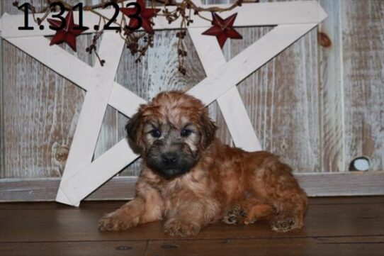 Soft Coated Wheaten Terrier DOG Female Wheaten 5270 Petland Pensacola, Florida